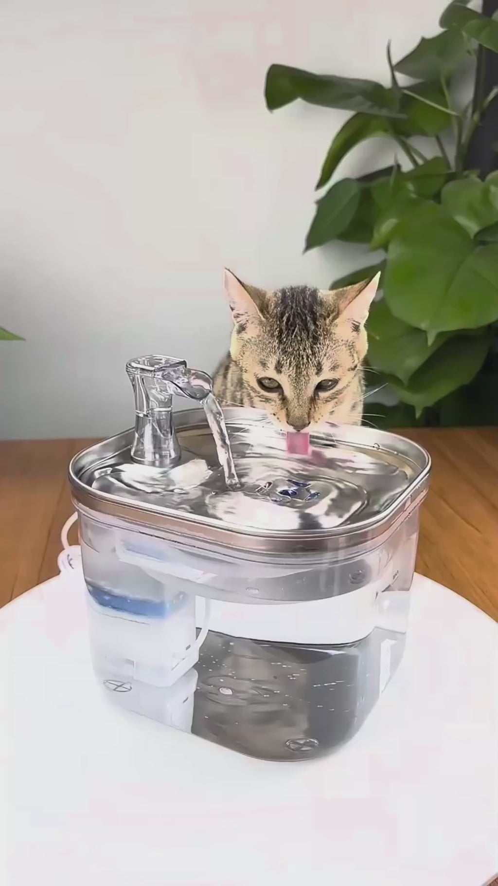 Fontaine à eau pour chat – Hydratation naturelle